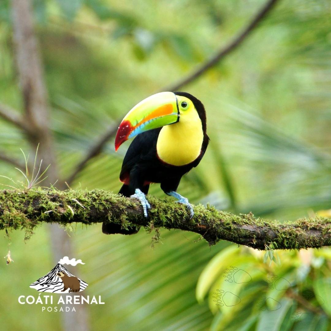 Coati Del Arenal Posada La Fortuna Exterior foto